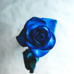 Rosa Azul