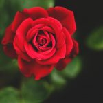 Rosa roja espectacular