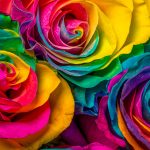 Rosas multicolor